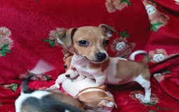 Jack Russell dogs for sale: Jack Russell puppies  - Image 4