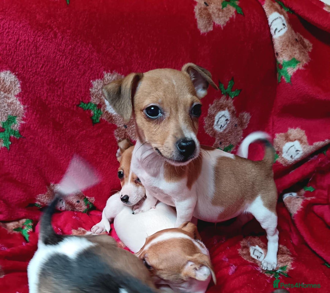 Jack Russell dogs for sale: Jack Russell puppies  - Image 4