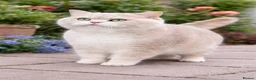 British Shorthair cats for sale: Lilac Chinchilla Longhair Boy  - Advert 8