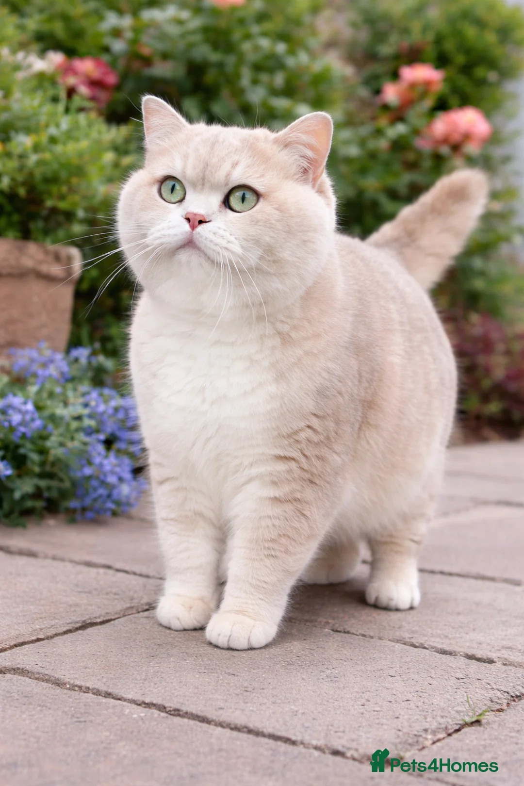 British Shorthair cats for sale: Lilac Chinchilla Longhair Boy  - Advert 8