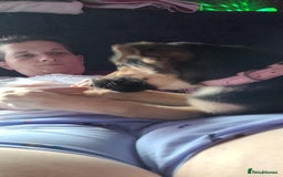 Shepsky dogs for sale: Beautiful shepsky - Image 3