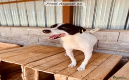 Mixed Breed dogs for adoption: Pixel, 3-4 yrs old. Available for adoption. - Image 22