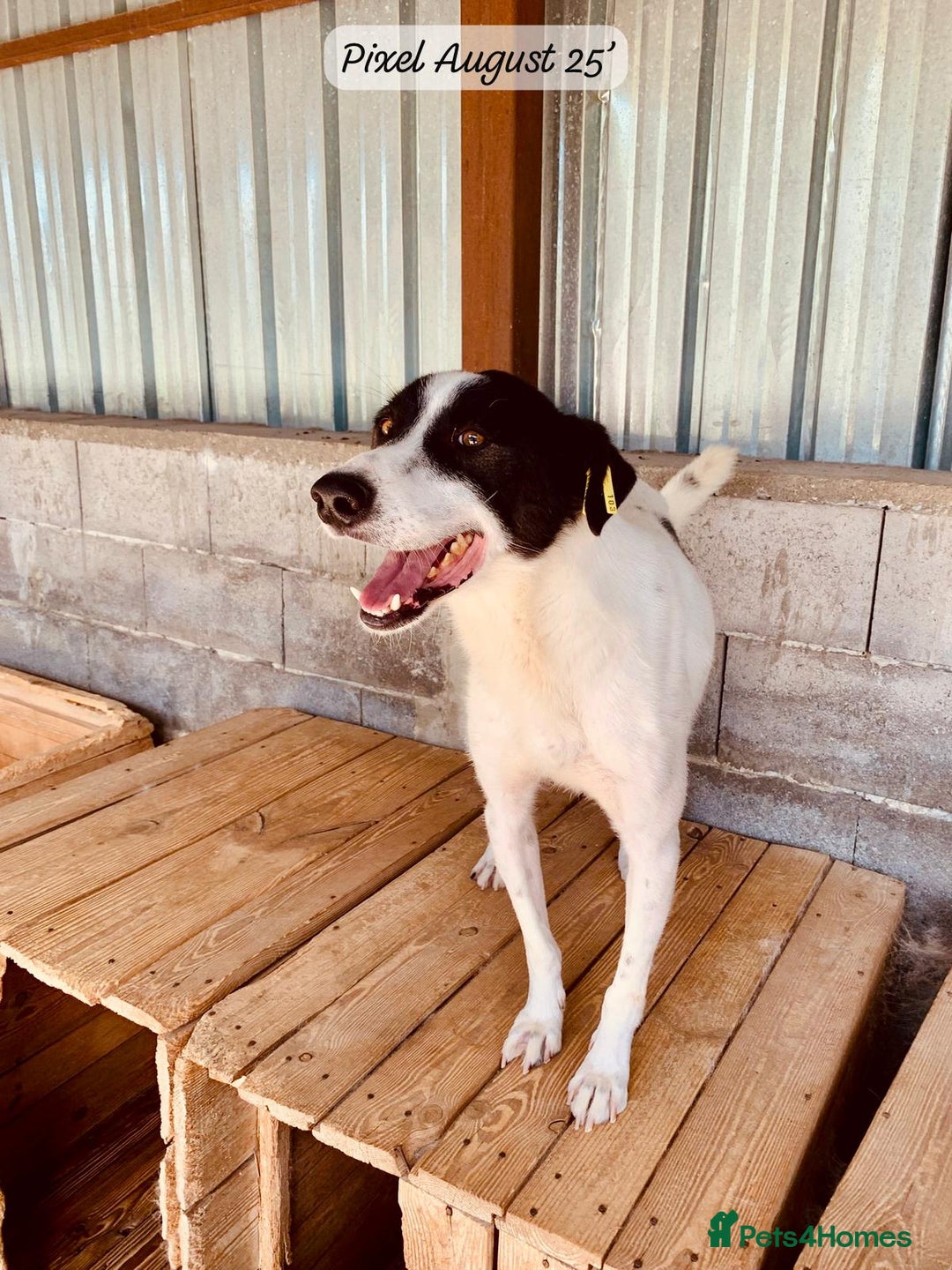 Mixed Breed dogs for adoption: Pixel, 3-4 yrs old. Available for adoption. - Image 22