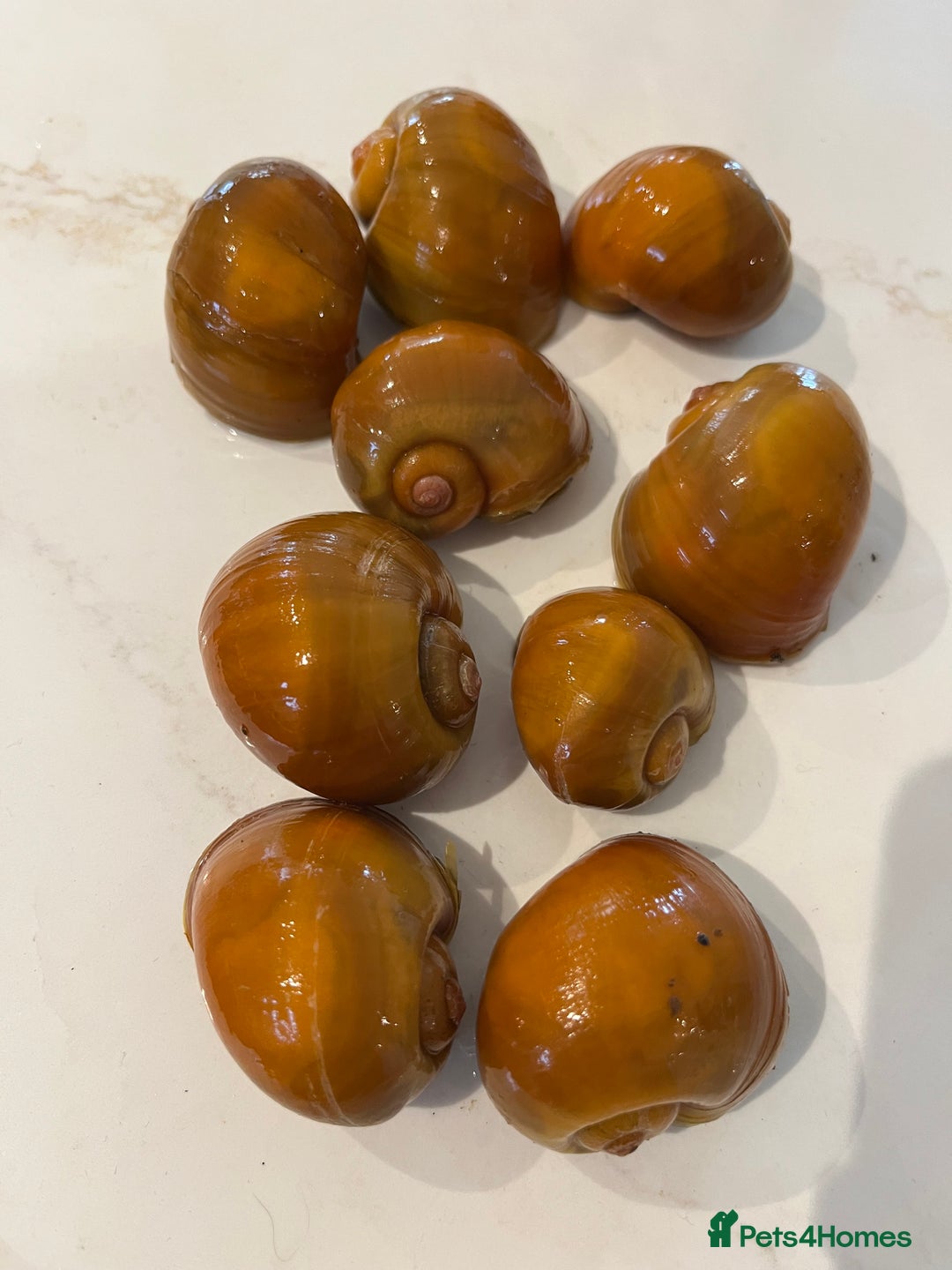 Snails fish for sale: Apple snails. - Image 4