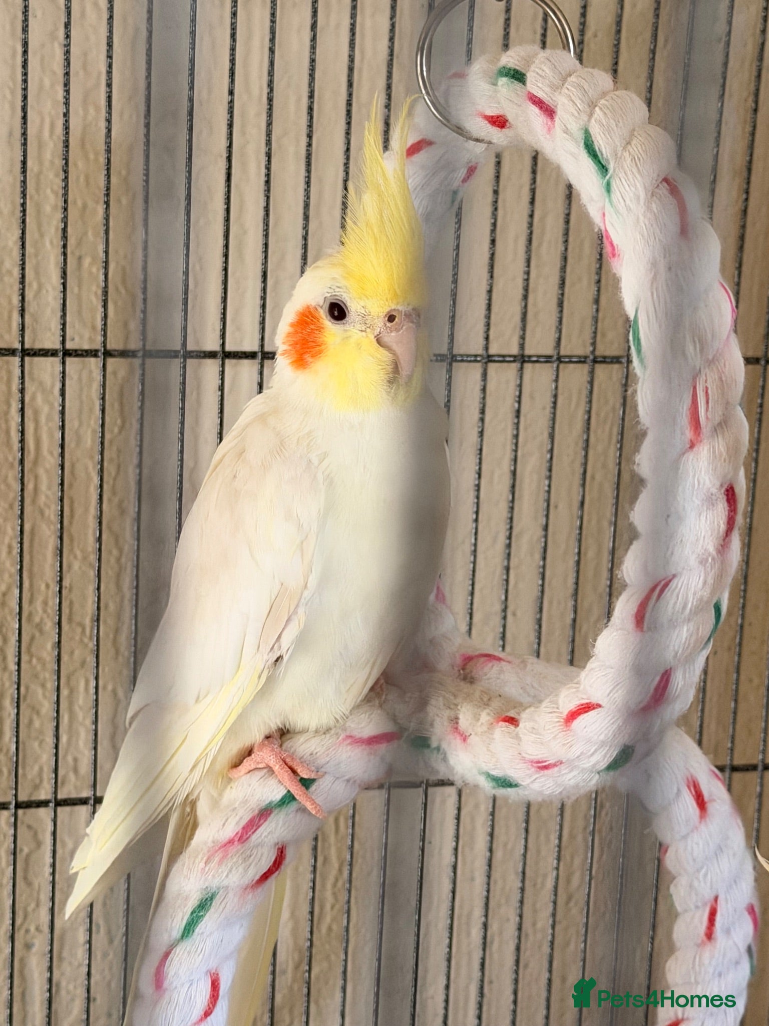 Cockatiels birds Cockatiels for sale - Advert 1