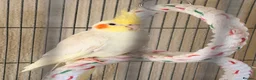 Cockatiels birds for sale: Cockatiels for sale in Watford - Advert 1