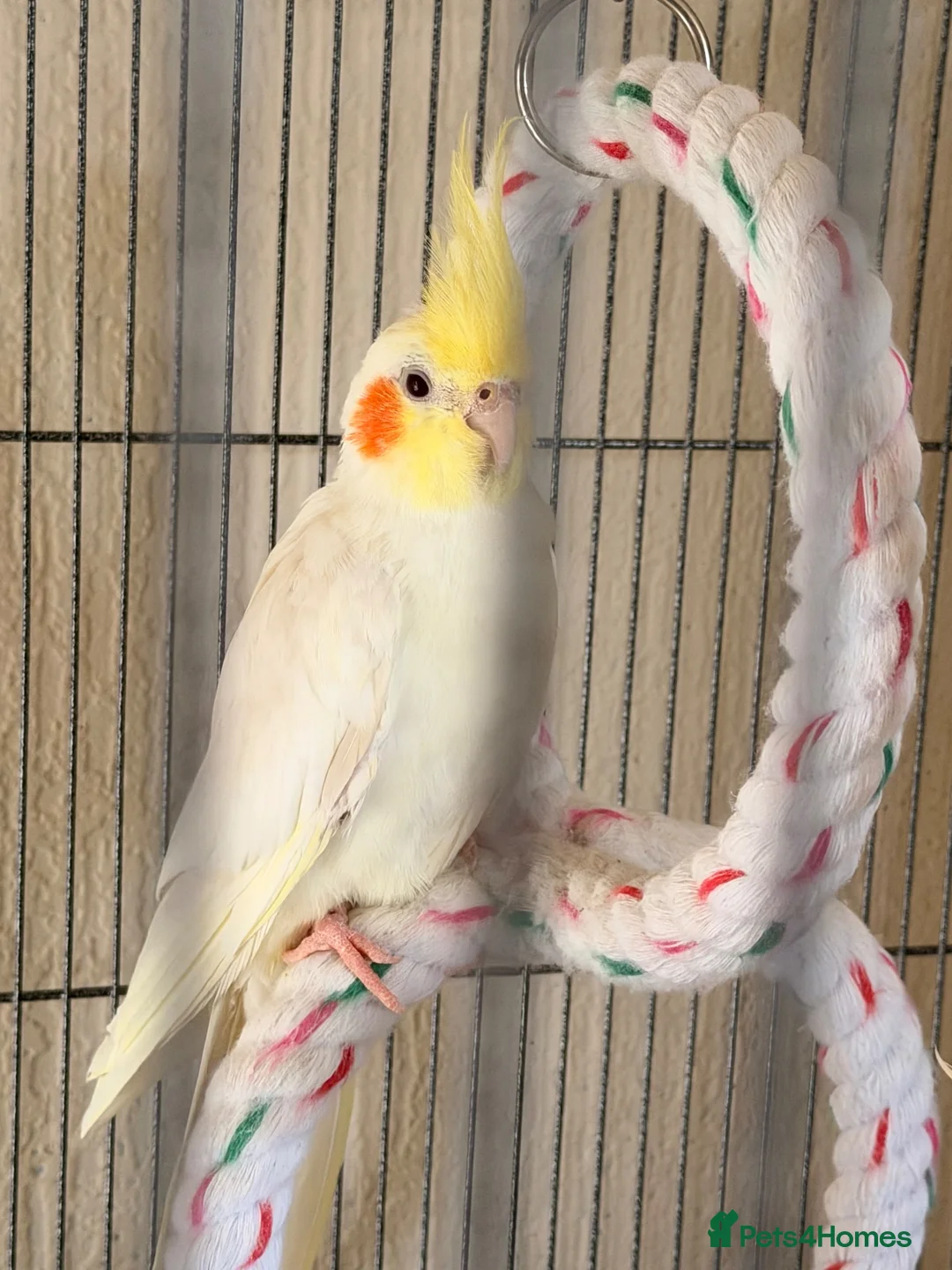 Cockatiels birds for sale: Cockatiels for sale in Watford - Advert 1