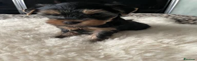 Yorkshire Terrier Puppy 2
