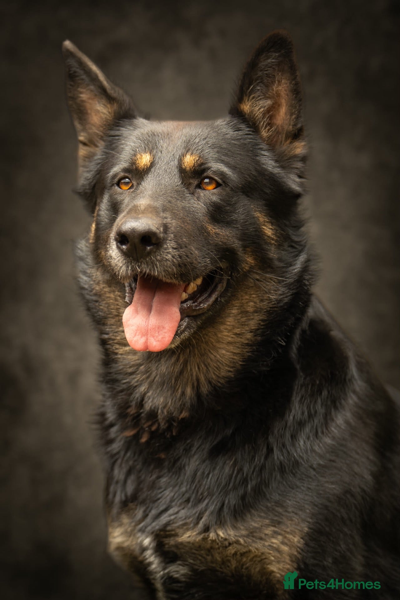 German Shepherd dogs German Shepherd Stud (proven) - Advert 5