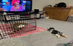 Mini Lop rabbits for sale: Mini lop  - Image 7