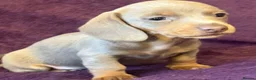 Miniature Dachshund dogs for sale: Miniature Dachshund Lilac and Tan Girl in Castle Douglas - Advert 8