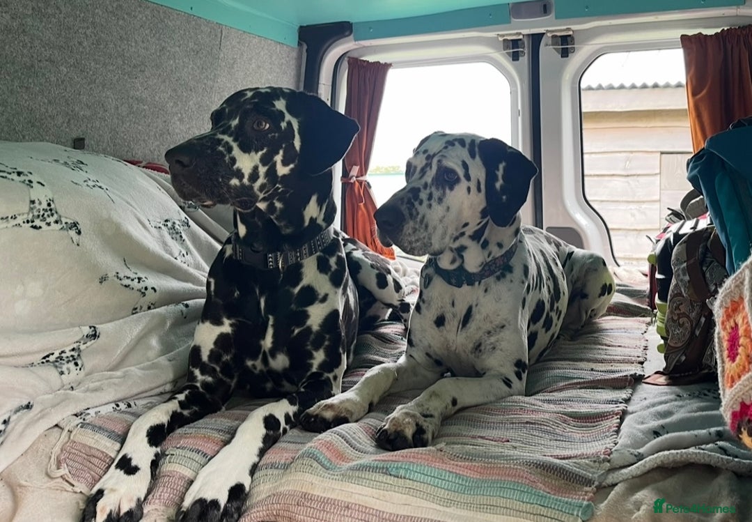 Dalmatian dogs for stud: Extra spotty stud Dalmatian 🐾 KC registered - Advert 6