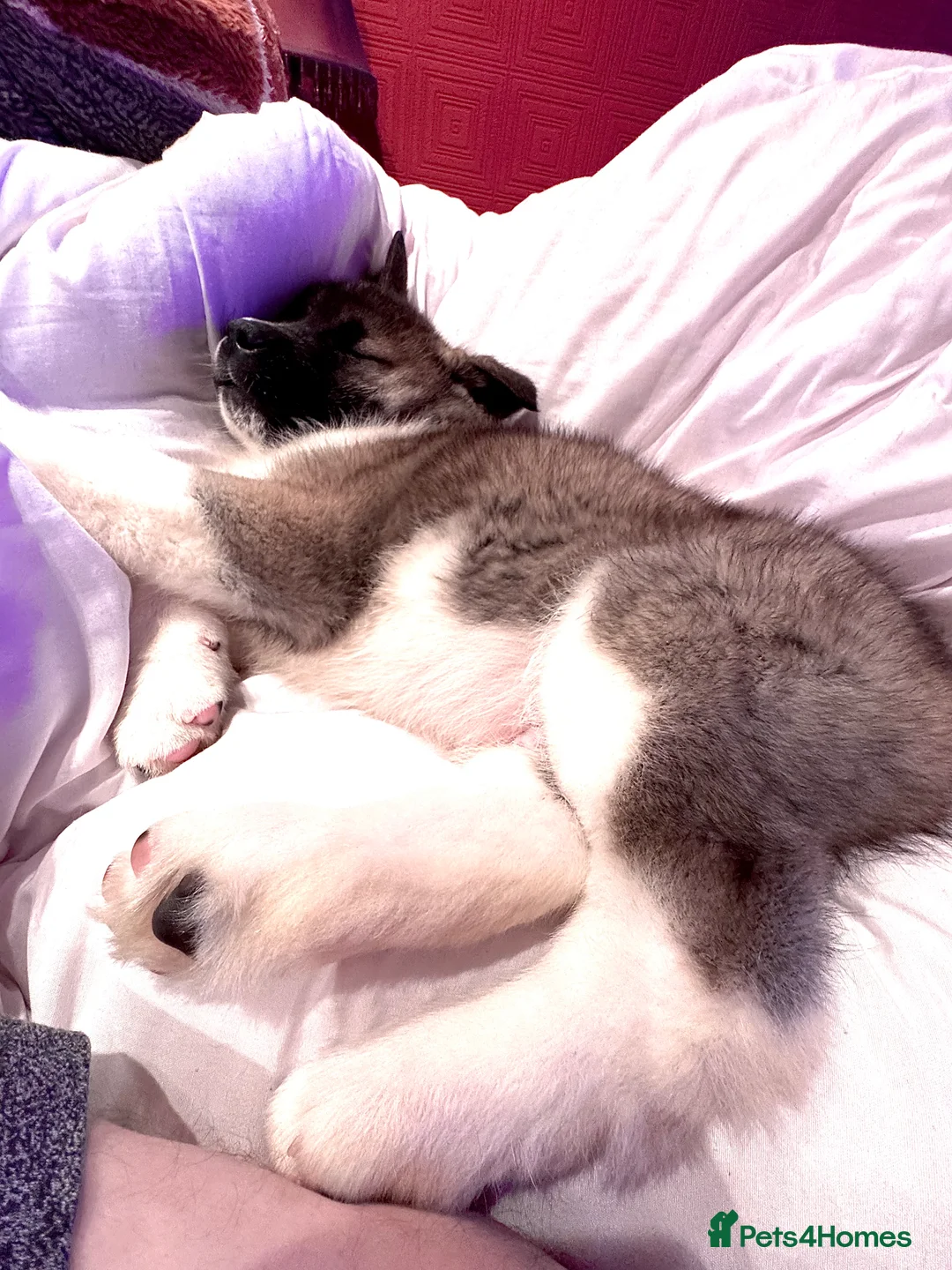 Akita dogs for sale: Akita puppy  in Dagenham - Advert 3