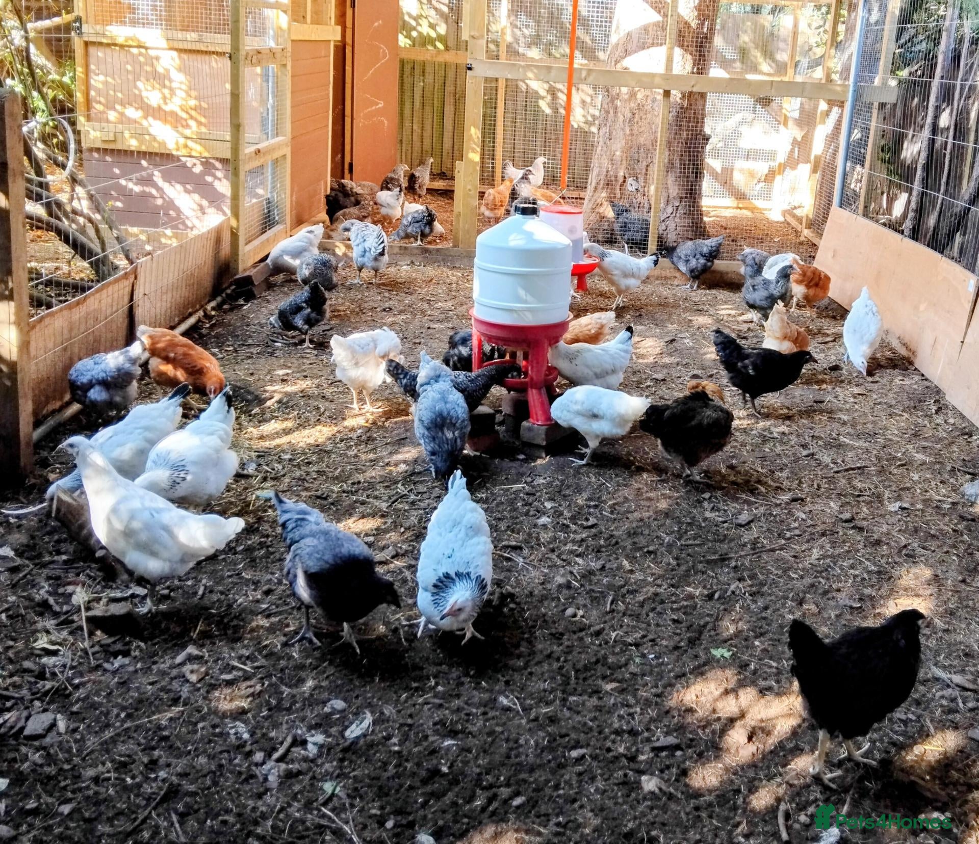 Chickens poultry Mixed Flock of Healthy POL Chickens for sale - Advert 13