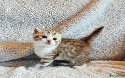 British Shorthair cats for sale: Beautiful unusual British shorthair kittens - Image 37