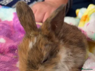 Mini Lop rabbits Last 2 beautiful mini lop babies - Advert 8