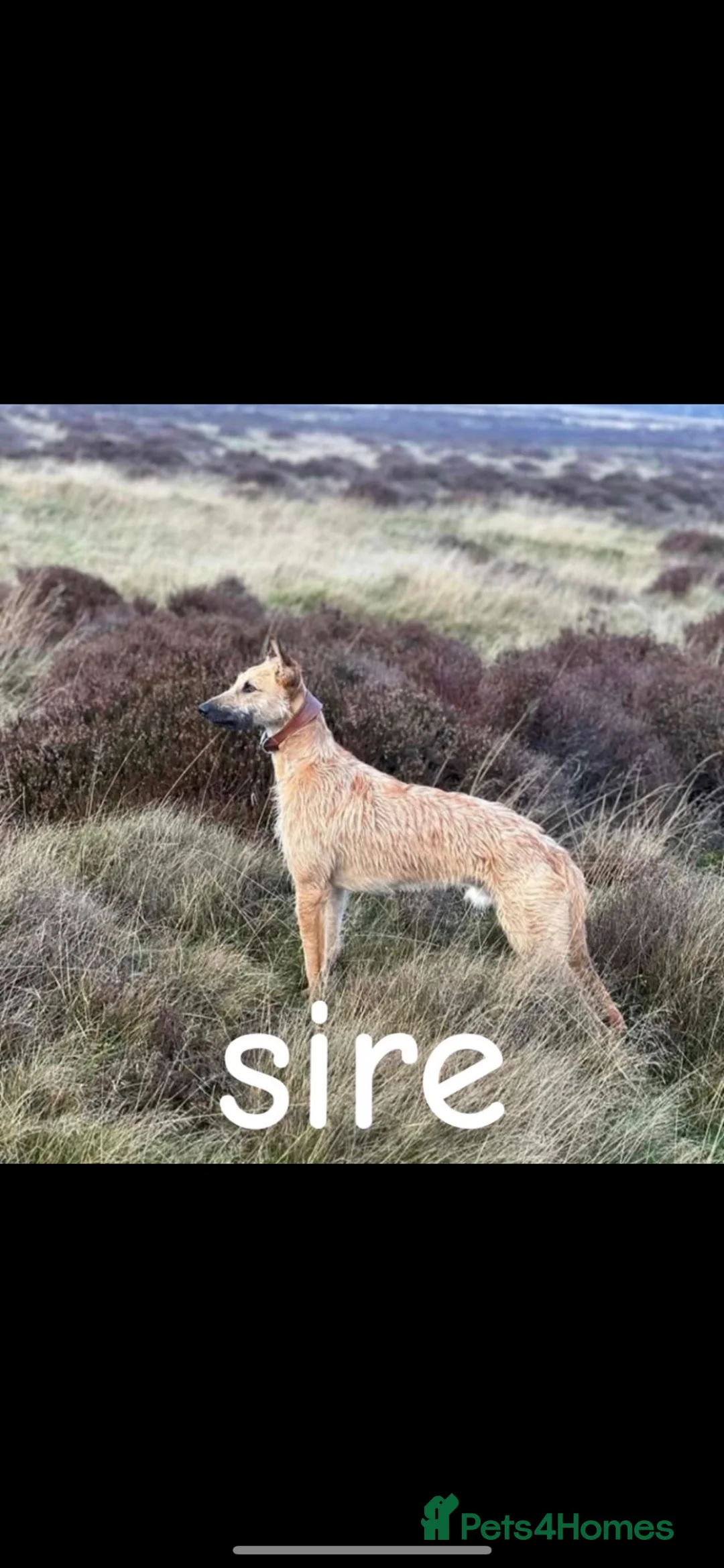 Mixed Breed dogs for sale: Collie Wheaton greyhound  in Chesterfield - Advert 6