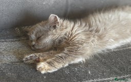 British Shorthair cats for sale: Beautiful sisters ready for their new homes  - Image 4