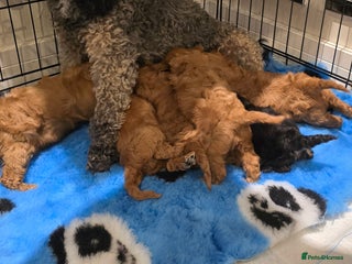 Cavapoo dogs Stunning f1 extensively health tested red cavapoo - Advert 3