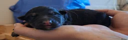 German Shepherd dogs for sale: Purebred Straight Backed German Shepherd Puppies - Advert 15