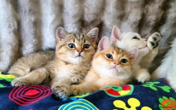 British Shorthair cats for sale: GOLDEN & SILVER BRITISH SHORTHAIR KITTENS TICA - Image 3