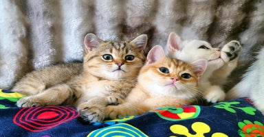 British Shorthair cats - Advert 3