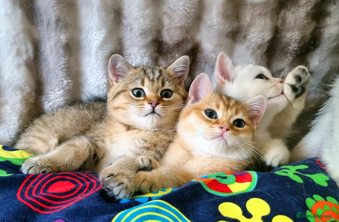 British Shorthair cats for sale: GOLDEN & SILVER BRITISH SHORTHAIR KITTENS TICA - Image 3