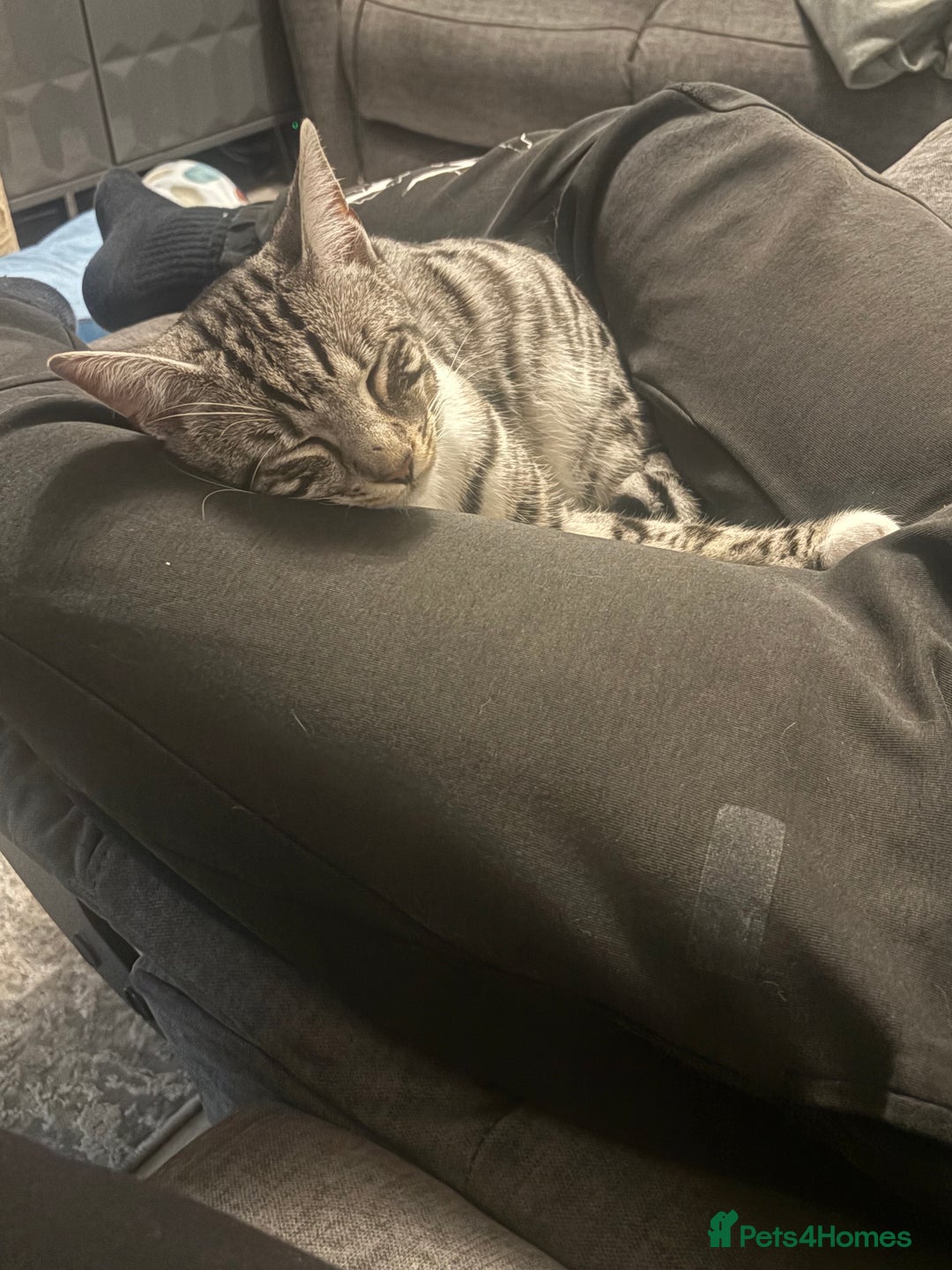 Bengal cats for sale: Bengal cross cat - Image 1