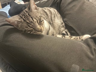 Bengal cats - Advert 4