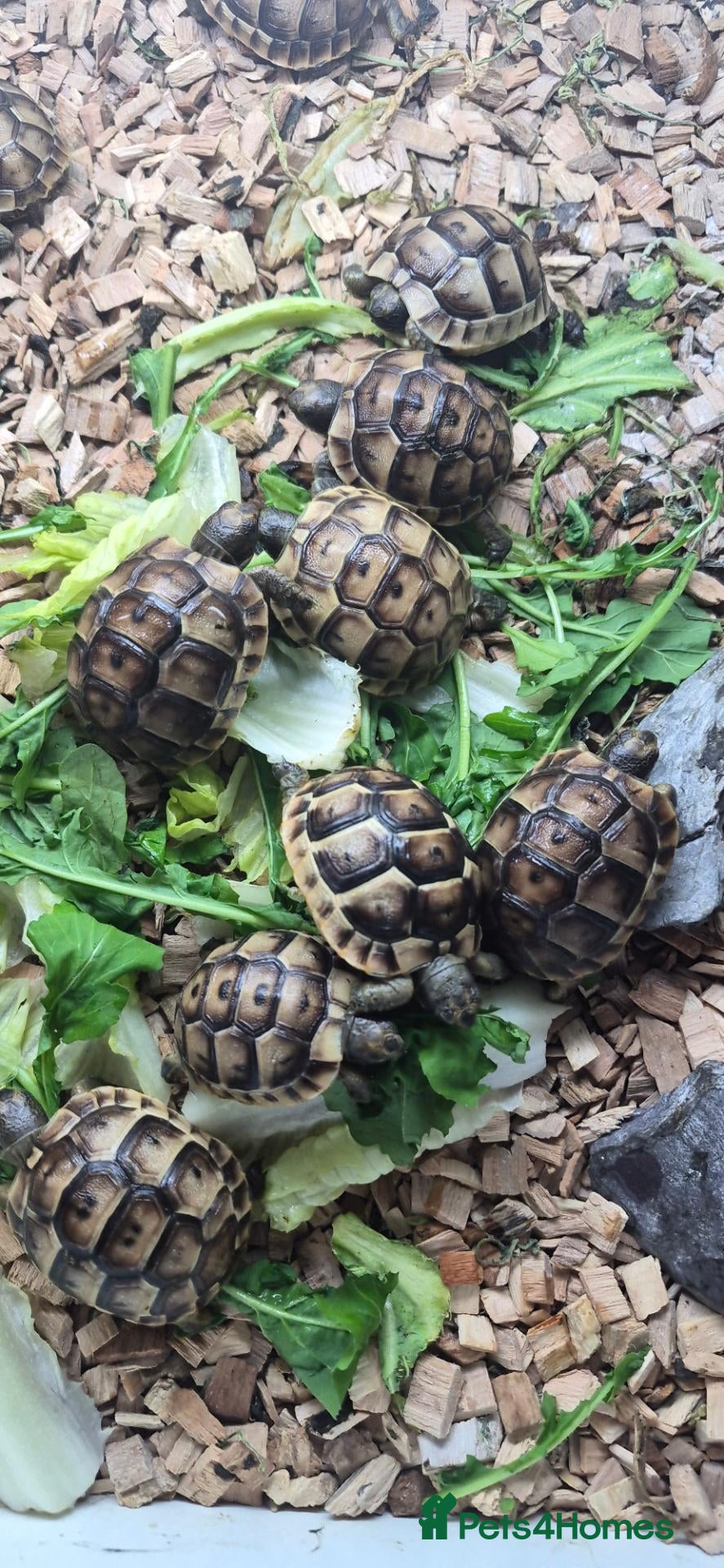 Tortoise reptiles Baby Tortoises  - Advert 4