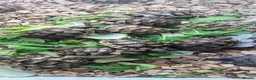 Tortoise reptiles for sale: Baby Tortoises  - Advert 1