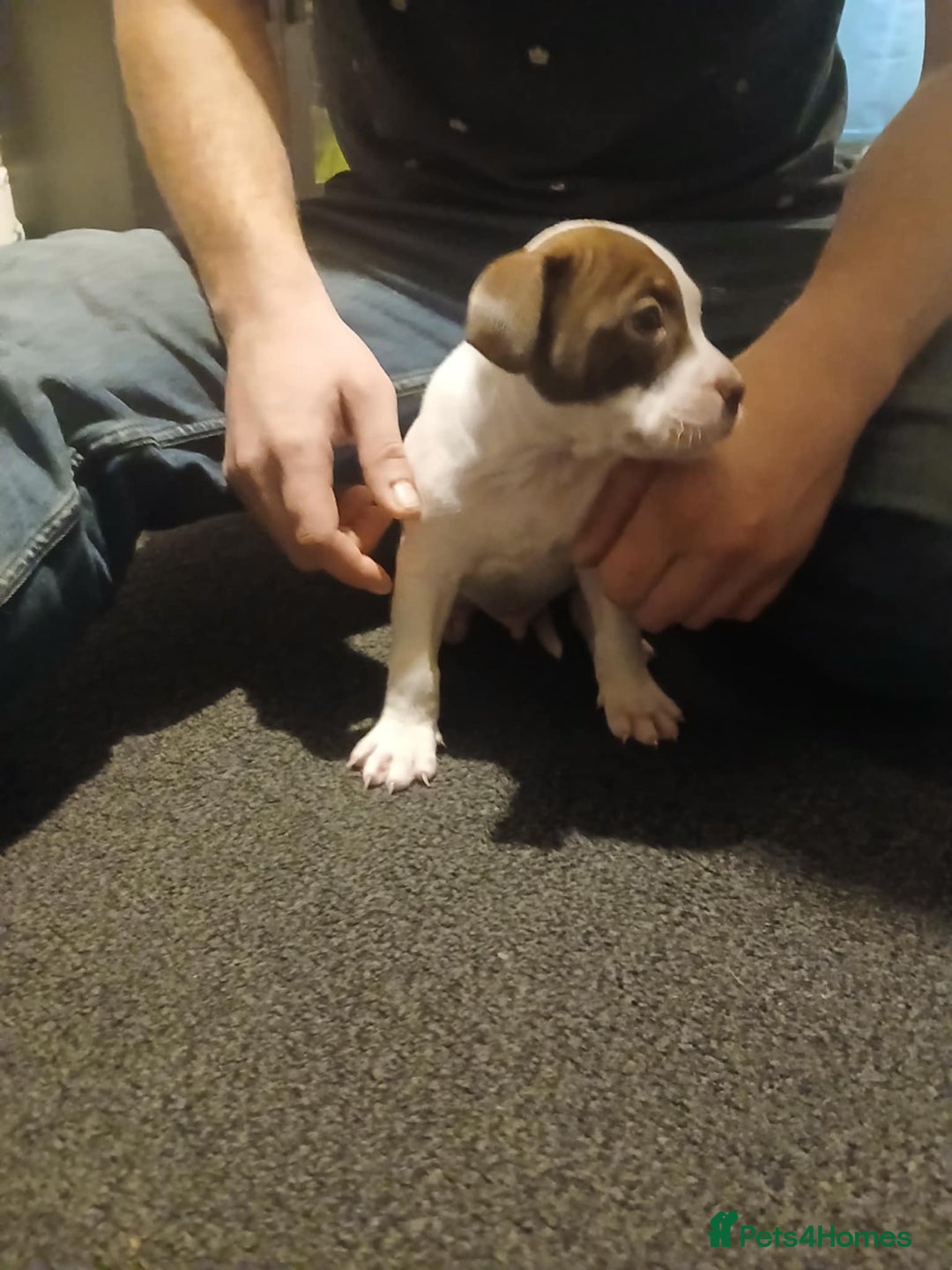 Mixed Breed dogs for sale: White n brown  - Advert 4