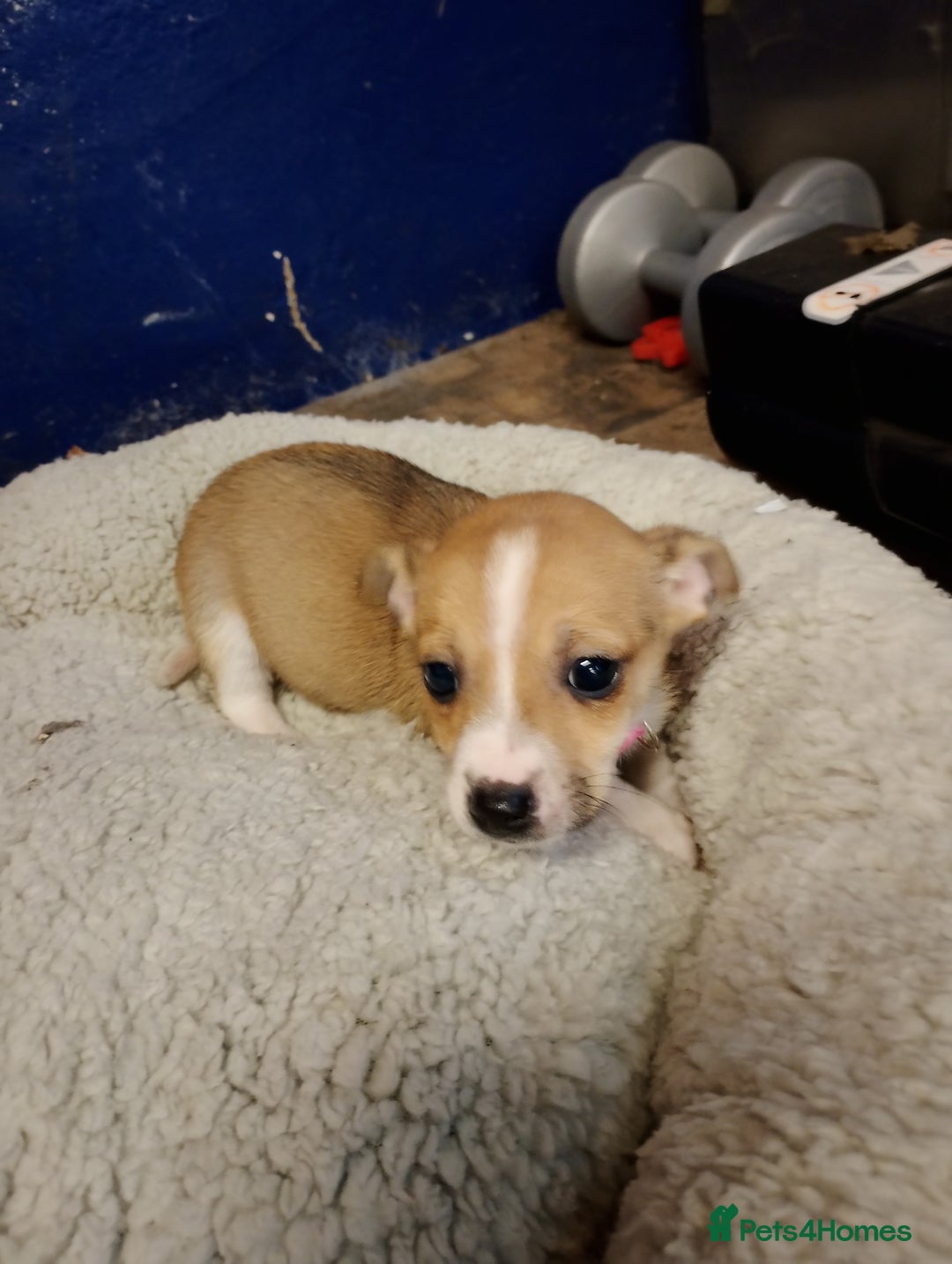 Mixed Breed dogs for sale: Four bueatuful pups forsale  - Advert 7