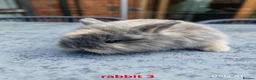 Mini Lion Lop rabbits for sale: 5 mini lion Lops ready to leave 23rd October - Advert 2