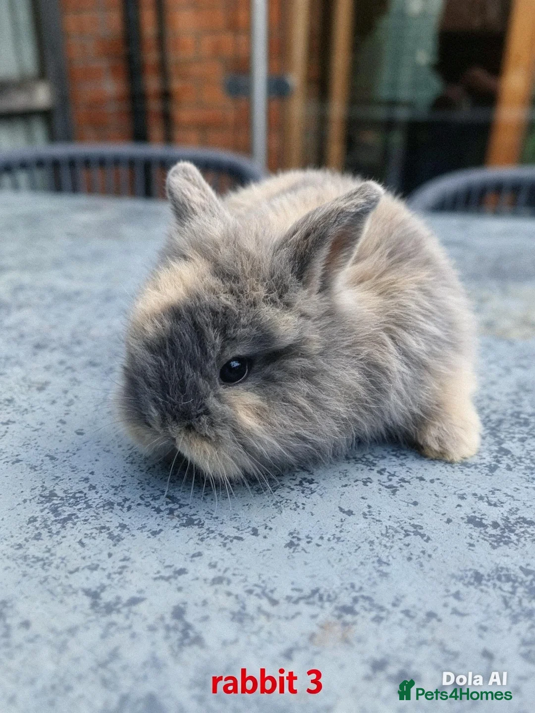 Mini Lion Lop rabbits for sale: 5 mini lion Lops ready to leave 23rd October - Advert 2