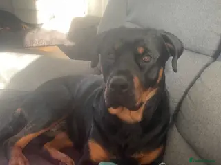 Rottweiler dogs Female Rottweiler 17mth old - Advert 1