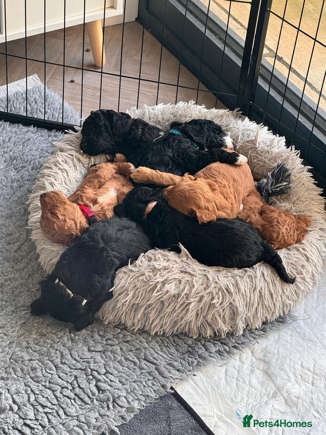 Labradoodle dogs for sale: F1b Miniature Labradoodle Puppies  - Advert 36