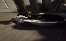 Dachshund dogs for sale: Dachshund  - Image 4