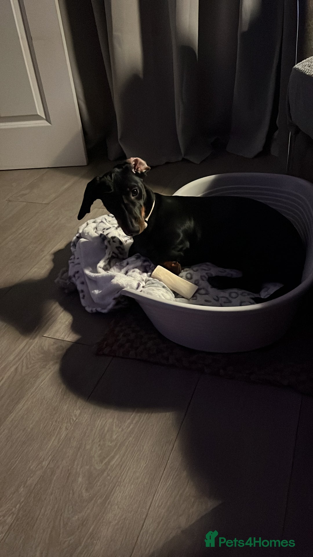 Dachshund dogs for sale: Dachshund  - Image 4
