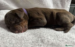 Dobermann dogs for sale: Beautiful litter of Doberman puppies  - Image 13