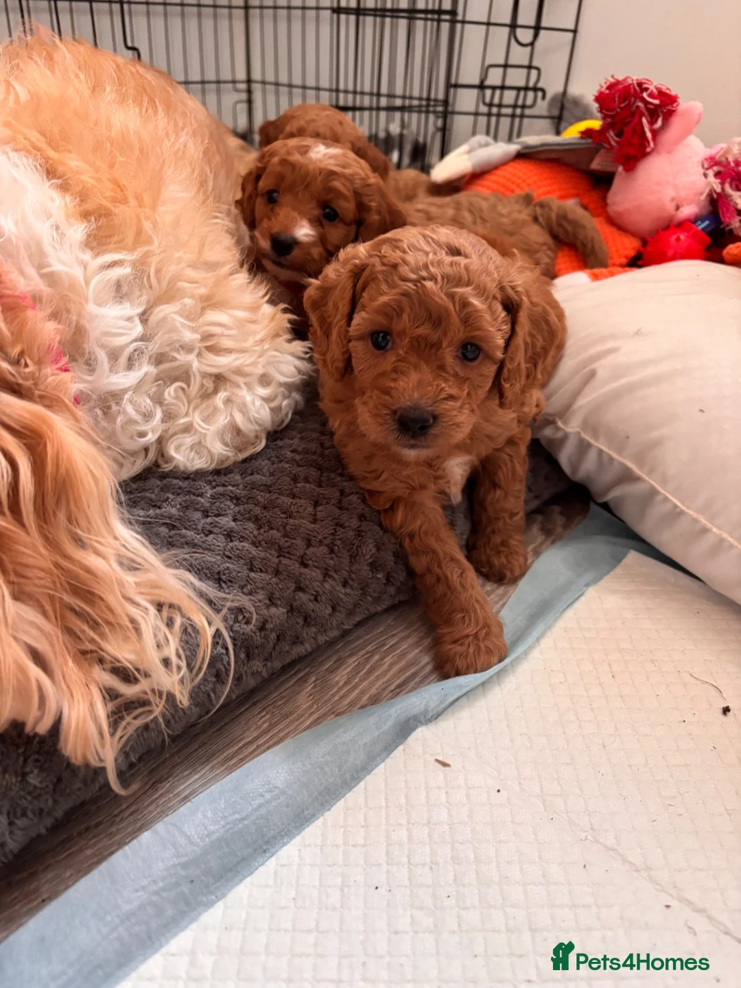 Cavapoochon dogs for sale: Miniature Cavapoochon Puppies for Sale - Advert 39