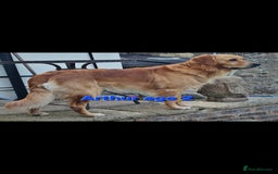 Golden Retriever dogs for stud: EXTENSIVELY HEALTH TESTED, KC Reg PROVEN in Bishop Auckland - Image 4