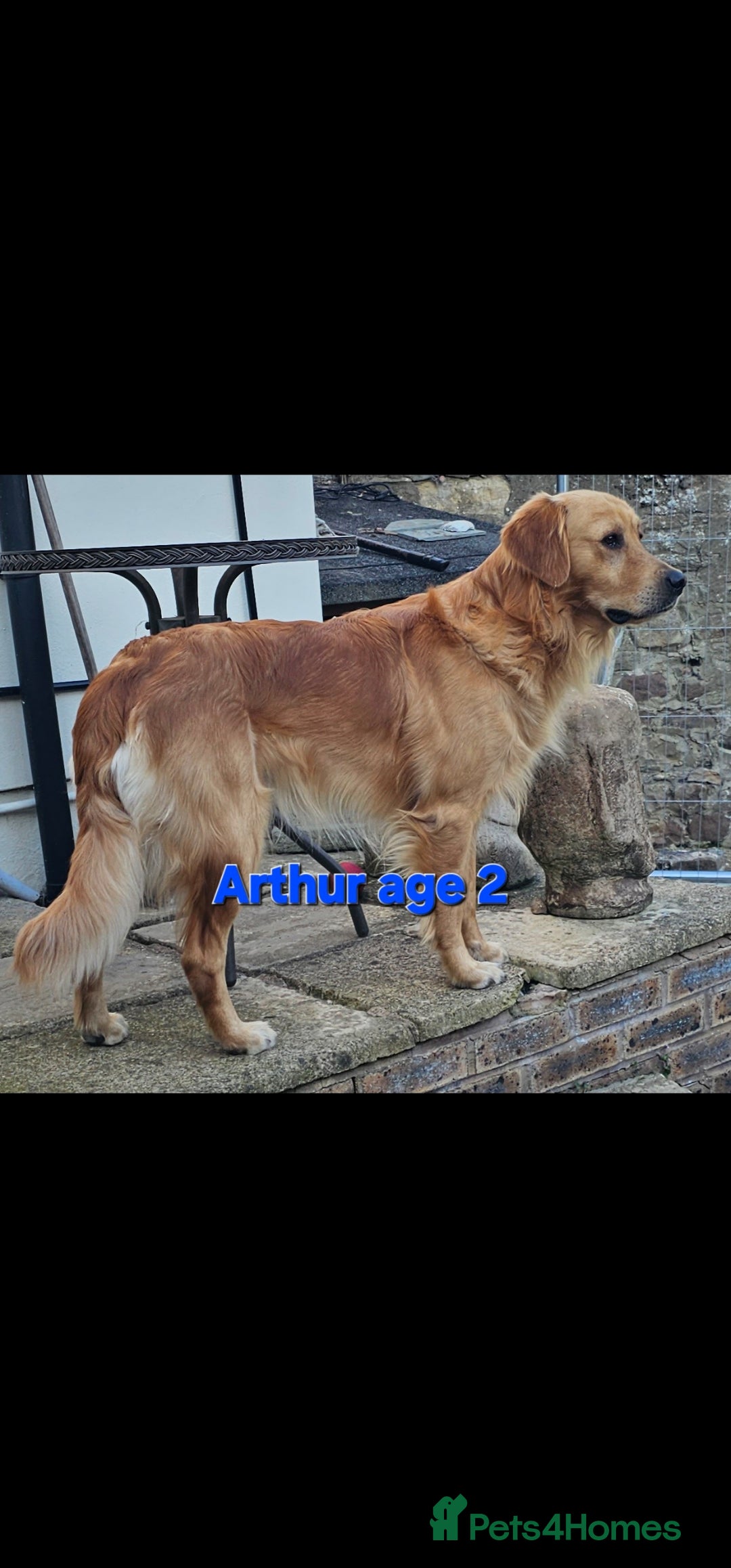 Golden Retriever dogs for stud: EXTENSIVELY HEALTH TESTED, KC Reg PROVEN in Bishop Auckland - Image 4