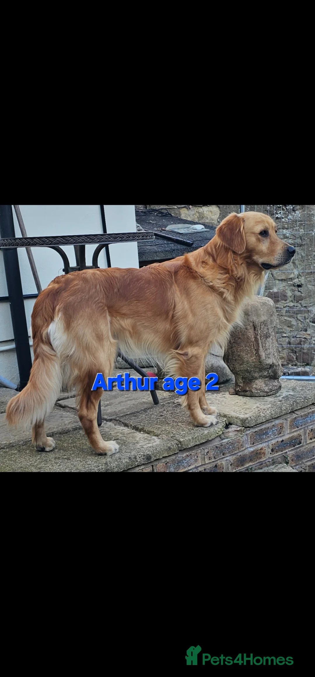 Golden Retriever dogs for stud: EXTENSIVELY HEALTH TESTED, KC Reg PROVEN in Bishop Auckland - Advert 4
