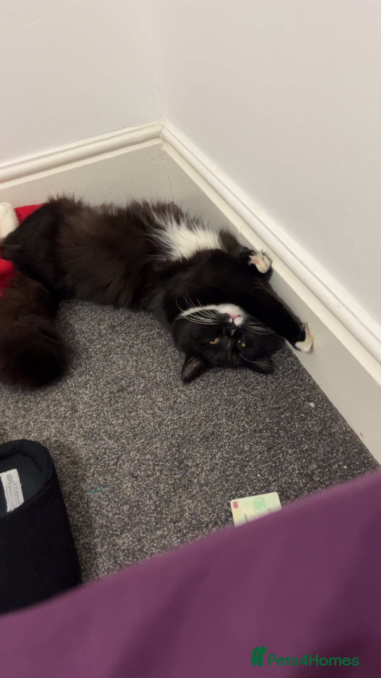 British Shorthair cats Ikraam - Advert 2