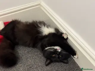 British Shorthair cats Ikraam - Advert 18