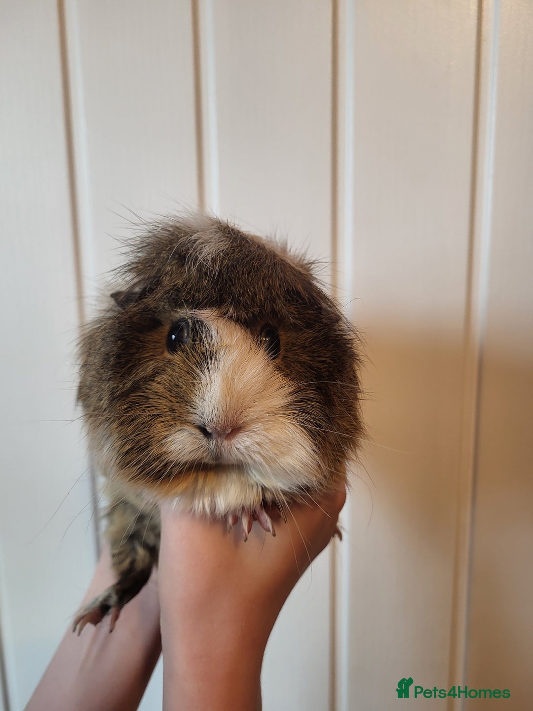 Guinea Pig rodents for sale: Guinea pig - Image 1