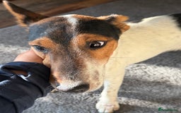 Fox Terrier dogs for adoption: Sweet Mizzo looking for LOVE - Image 25