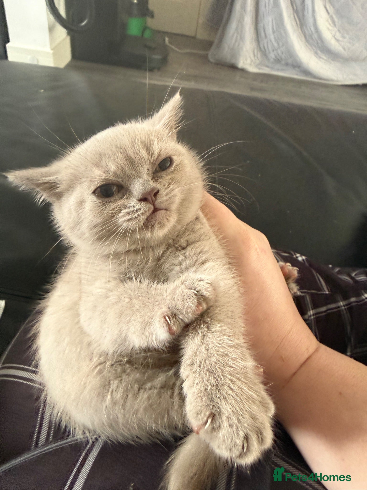British Shorthair cats British Shorthair  - Advert 15