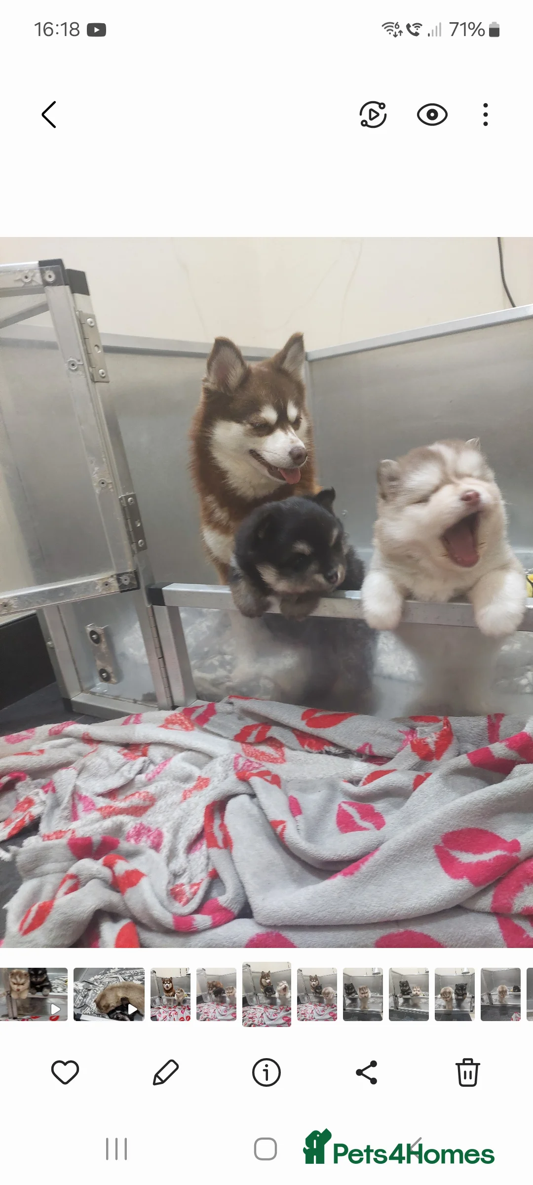Pomsky dogs for sale: Pomsky Puppy's  - Advert 2
